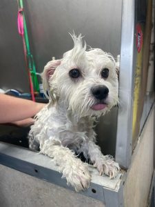 Staring Plaza Veterinary Center 08-24 (1)