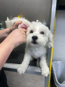 Staring Plaza Veterinary Center 08-24 (2)